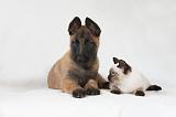 CHAT ET LAEKENOIS 022